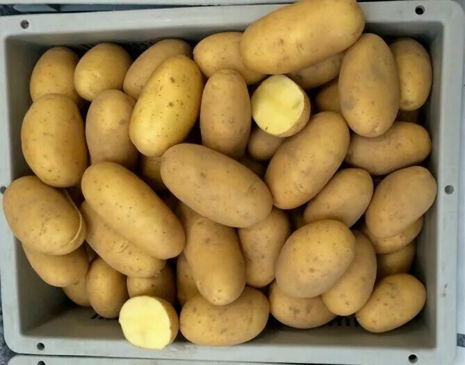 Картофель королева анна фото и описание Купить Картофель Королева Анна 1 репродукция мешок 20кг (Россия) в АФ "Сибирский