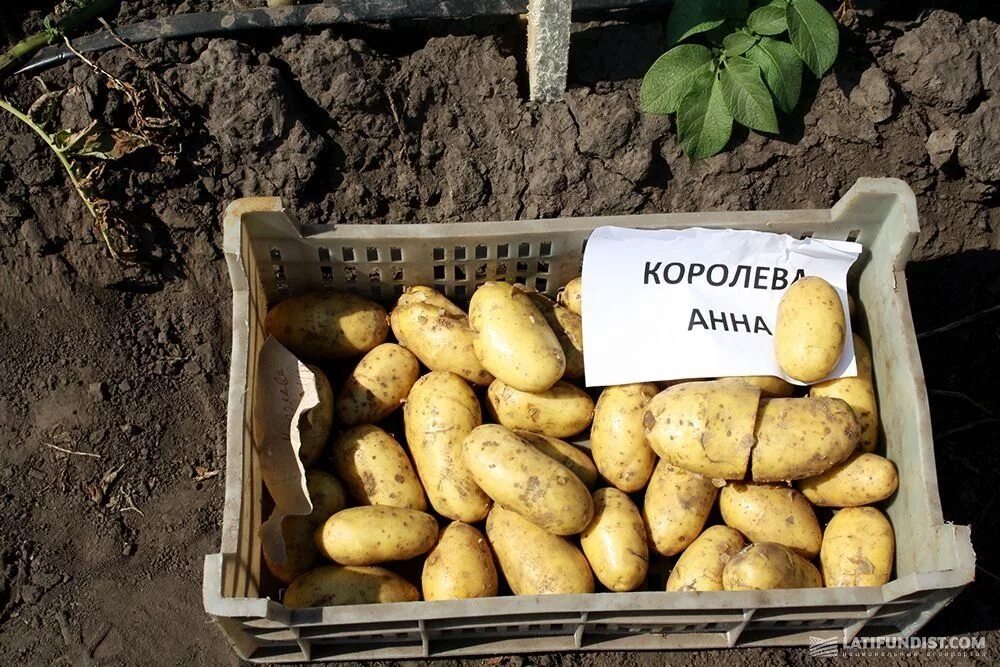 Картофель королева анна фото и описание Картофель "Королева Анна" описание сорта, фото, отзывы Идеи для блюд, Картофель,