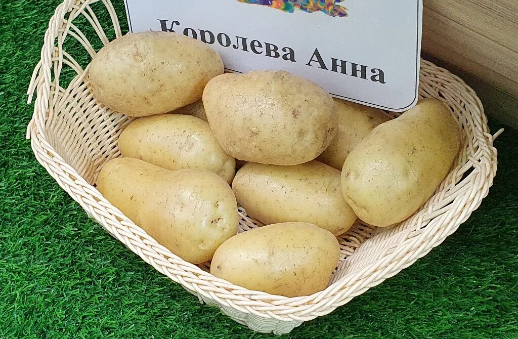 Картофель королева анна фото и описание Картофель Королева Анна востребован населением