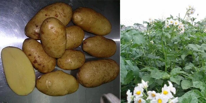 Картофель королева анна фото и описание Картофель Королева Анна: описание и сравнение сорта в таблицах, уход