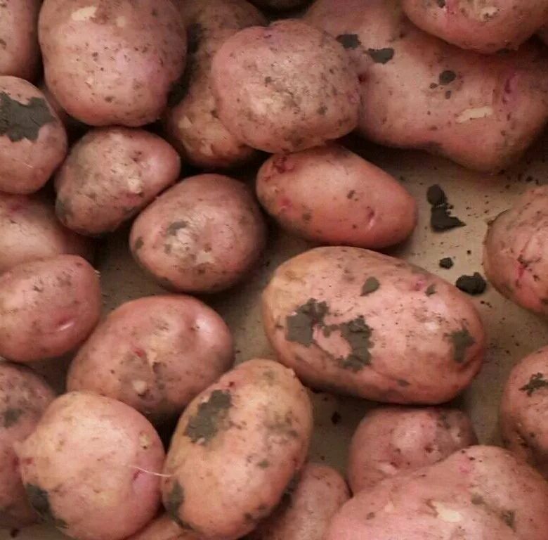 Картофель красный описание сорта фото отзывы Продам картофель домашний вкусный мешок белый - купить в Чите, цена 700 руб., пр