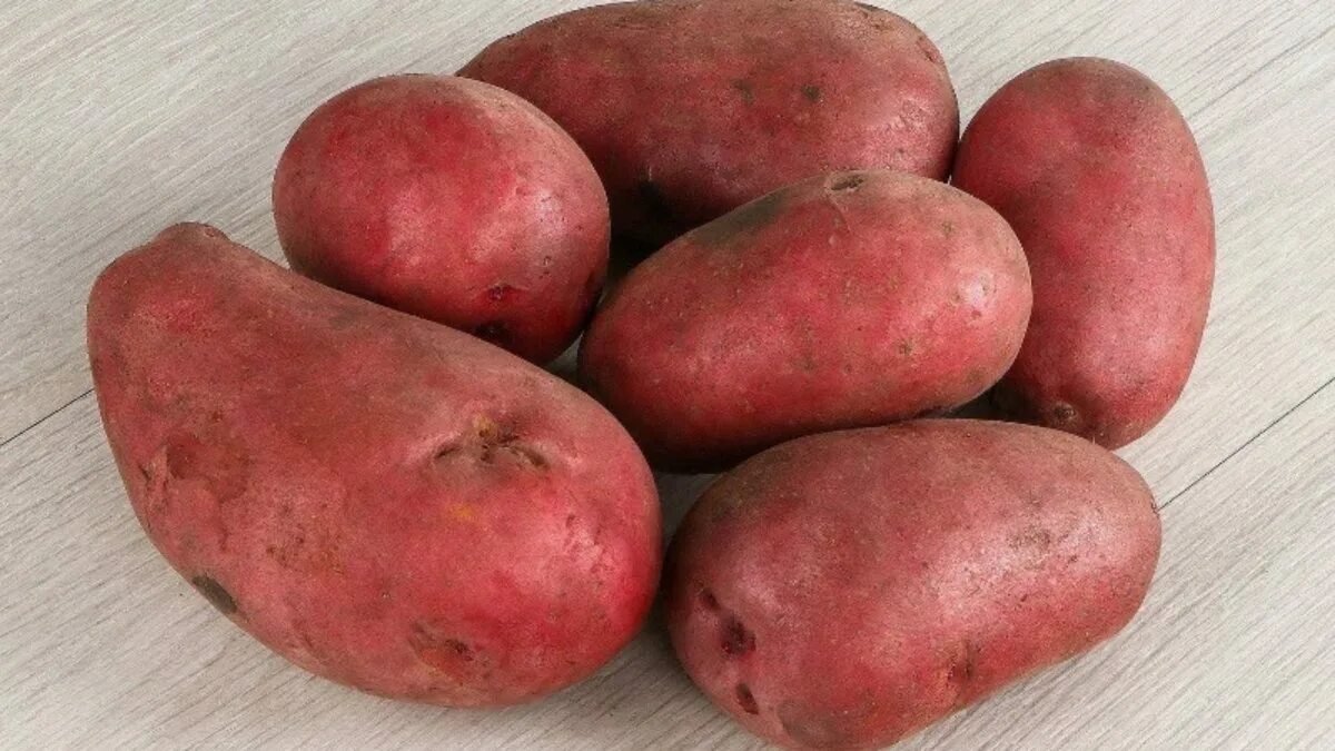 Картофель красный описание сорта фото отзывы Красная картошка сорт eCookie.ru