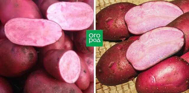 Картофель красный с красной мякотью фото Чем отличается картофель красный от белого - CoffeePapa.ru