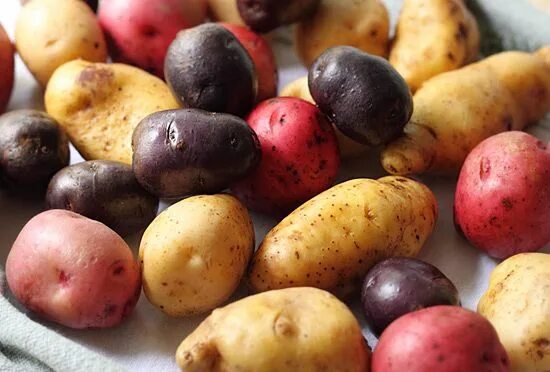 Картофель кристель фото Potatoes are very popular in Ireland because of the great Potato Famine. Roasted