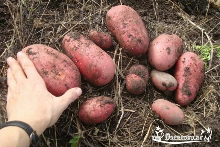 Картофель кристель фото Характеристика сорта Ред Скарлет, агротехника выращивания, узнайте как посадить 