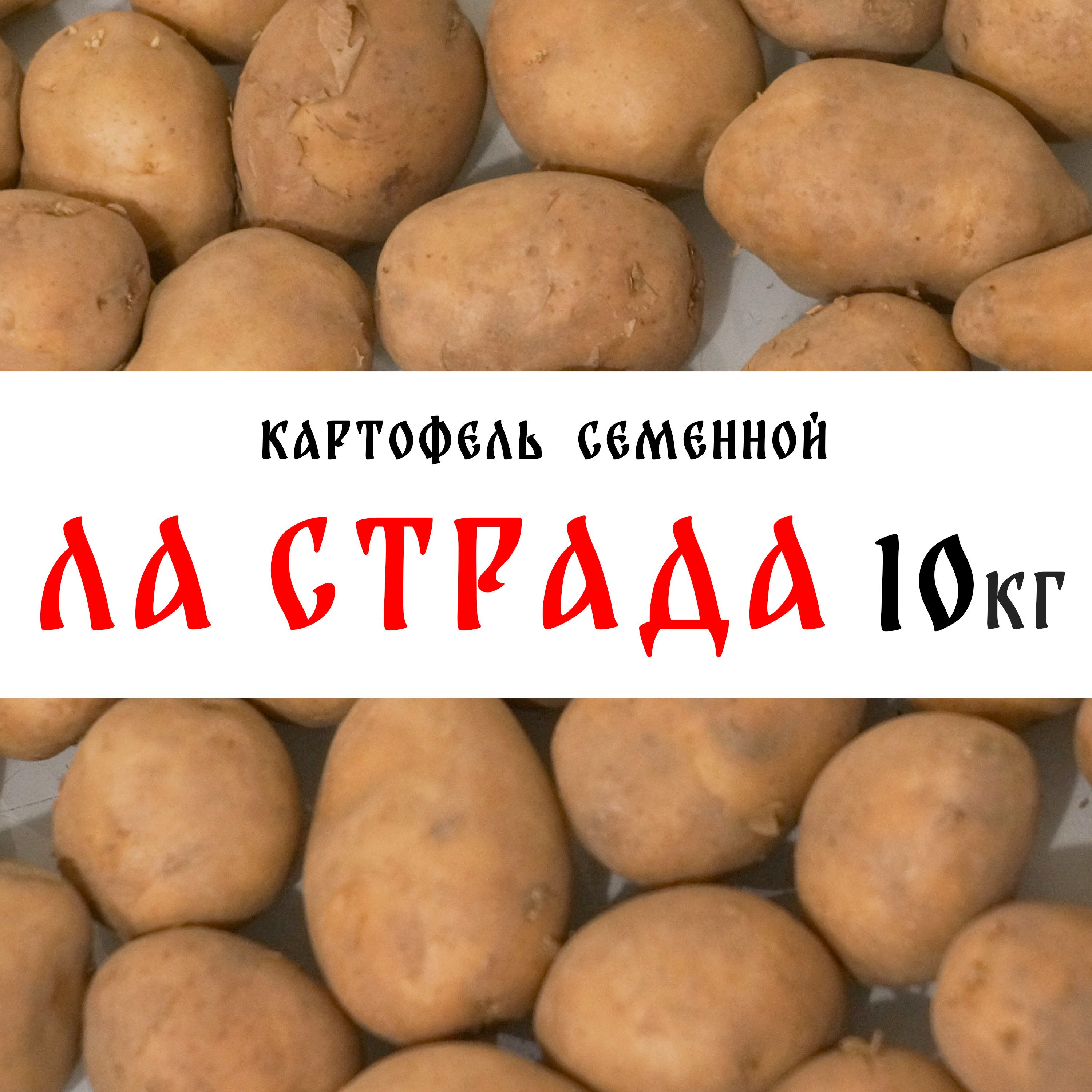 Картофель ла страда фото Картофель Семенной картофель - купить по выгодным ценам в интернет-магазине OZON