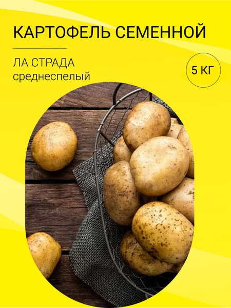 Картофель ла страда фото Клубни Картофель купить по выгодной цене в интернет-магазине OZON (1421594853)