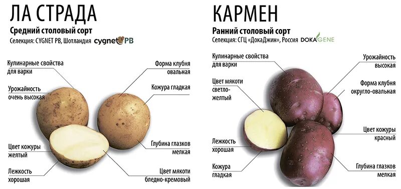 Картофель ла страда фото Картофель кармен - Roleton.ru