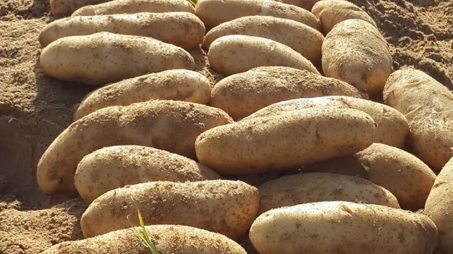 Картофель лапоть характеристика отзывы фото Картофель Дрова: характеристики и описание сорта, вкусовые качества. Сорт картоф