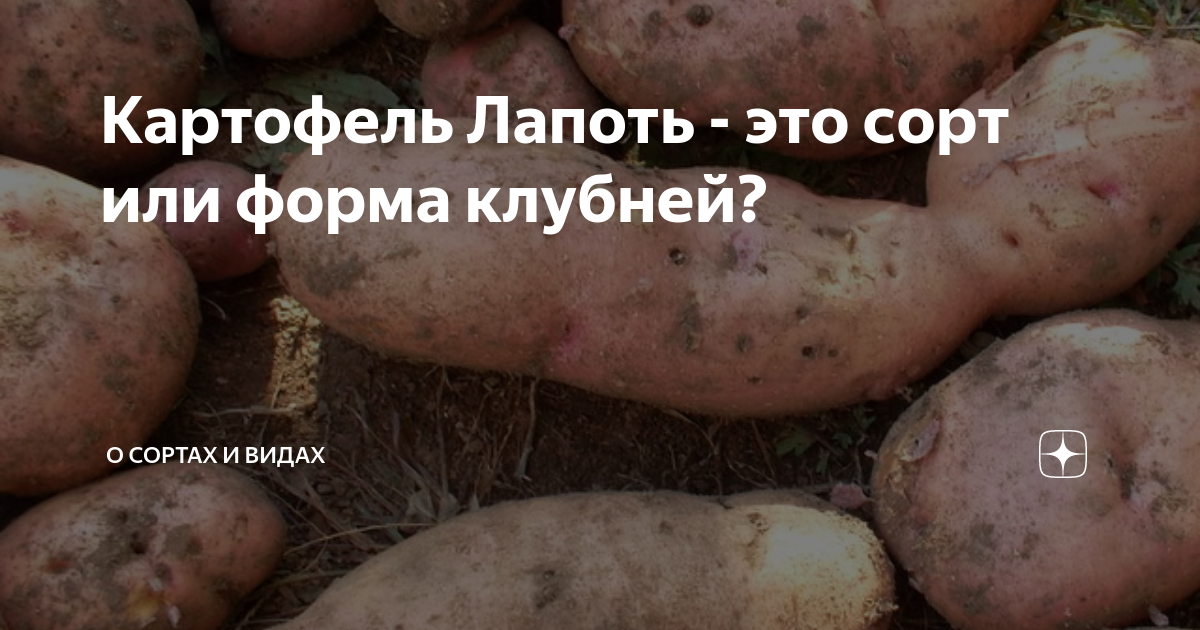 Картофель лапоть характеристика отзывы фото Картофель Лапоть - это сорт или форма клубней? уДачный выбор Дзен