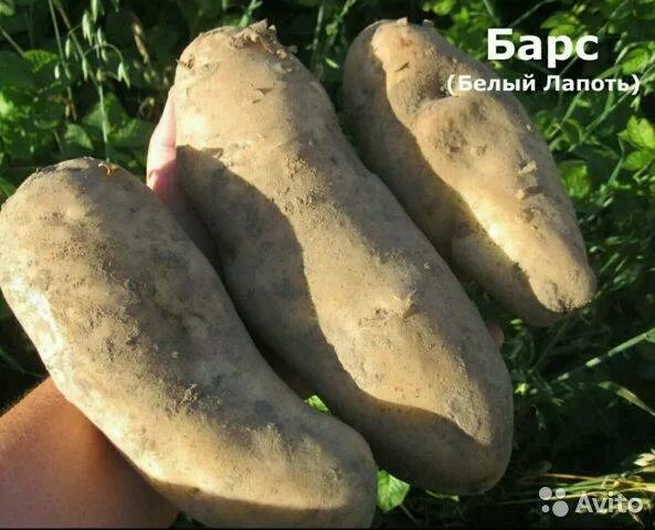 Картофель лапоть характеристика отзывы фото Сорт лапоть Фитостудия-63.ру