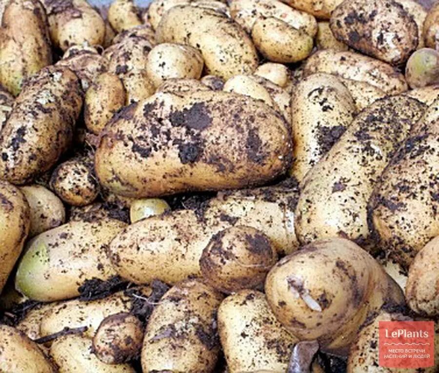 Картофель лапоть характеристика отзывы фото Картофель сорта лапоть отзывы: найдено 88 картинок