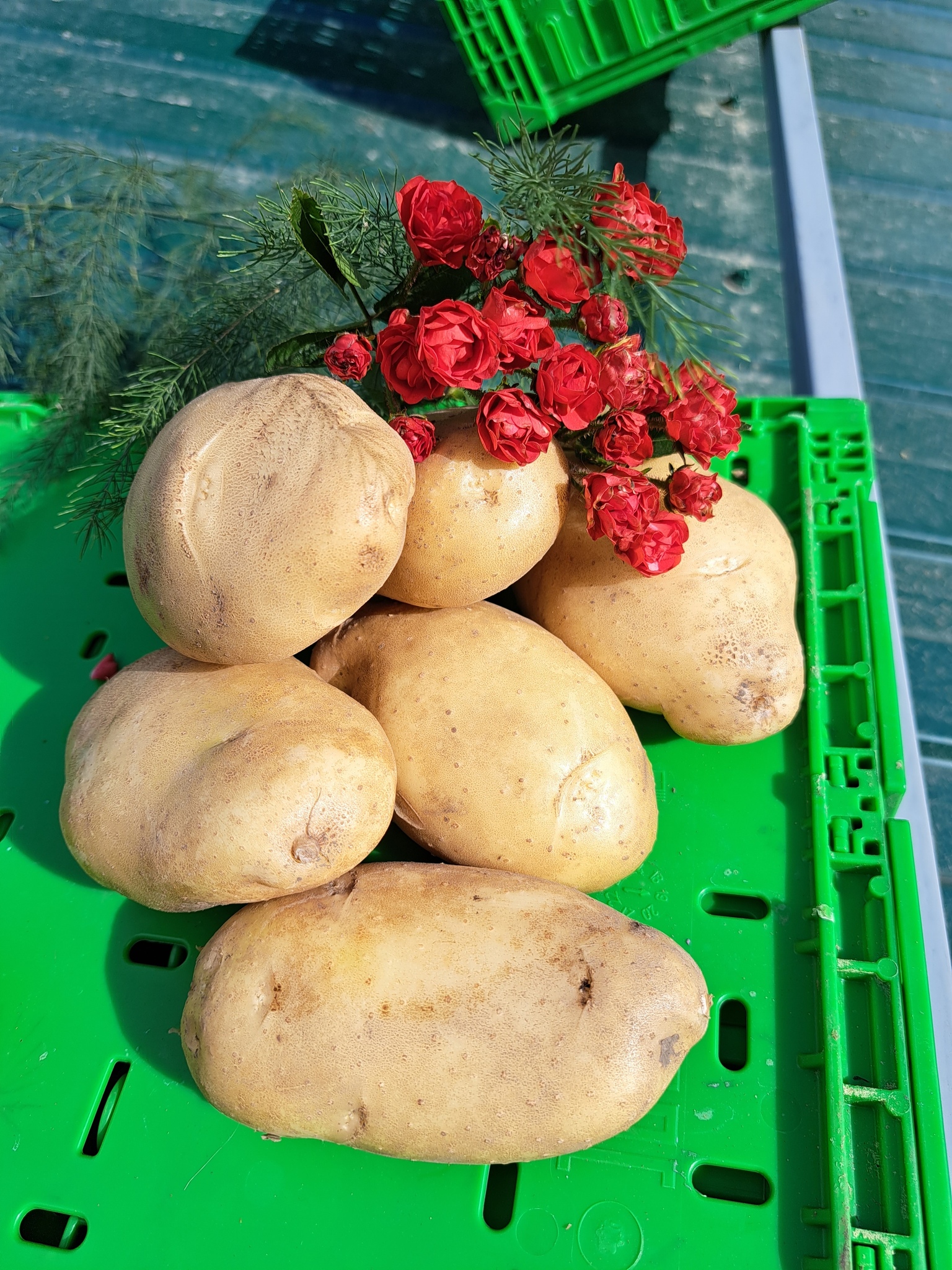 Картофель лапоть характеристика отзывы фото Купить клубни Барс, Лапоть белый - семенной картофель