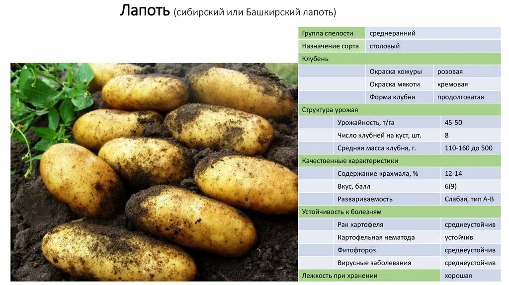 Картофель лапоть характеристика отзывы фото Сорт картофеля лапоть характеристика отзывы