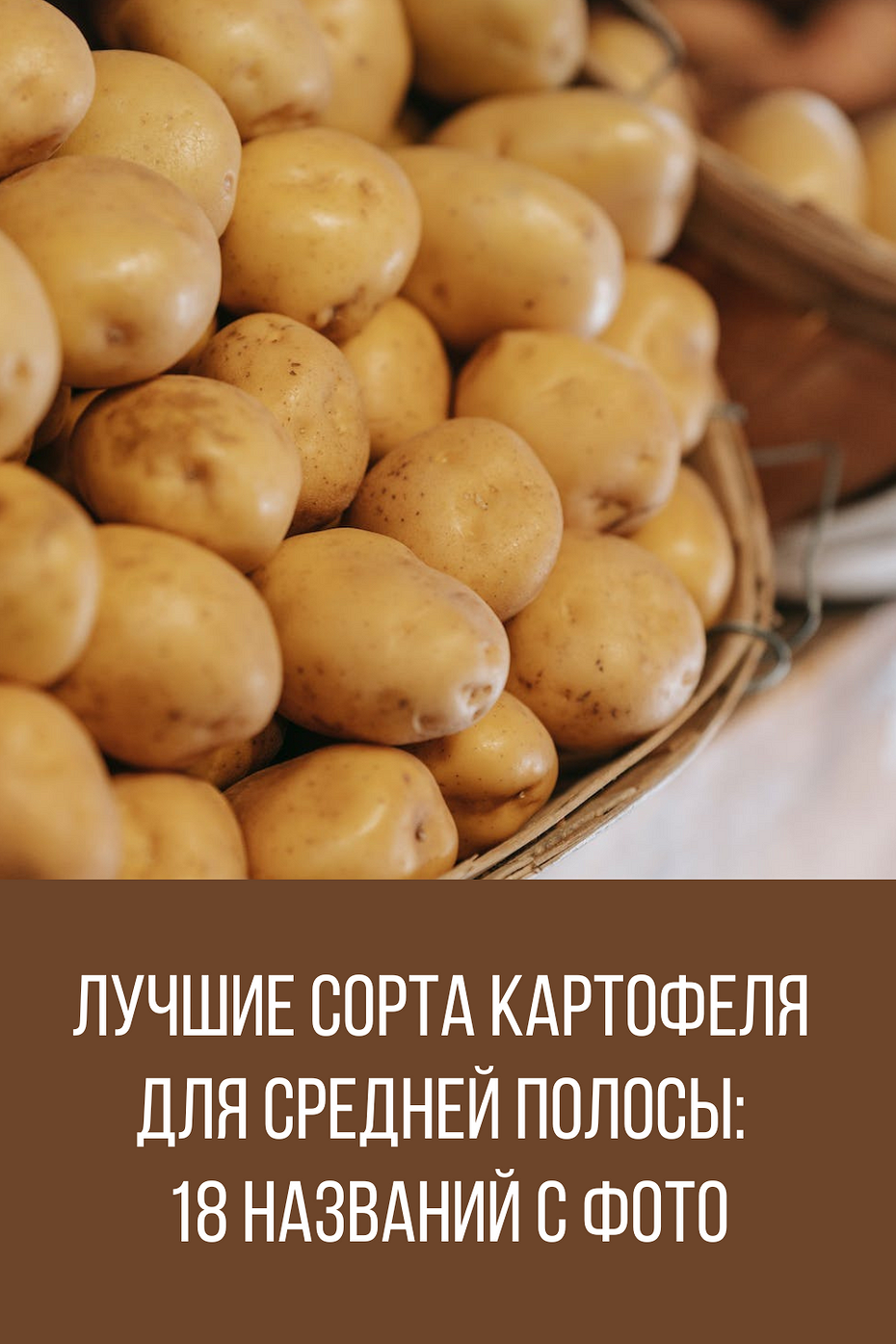 Картофель лисана описание сорта фото отзывы Лучшие сорта картофеля для средней полосы: 18 названий с фото