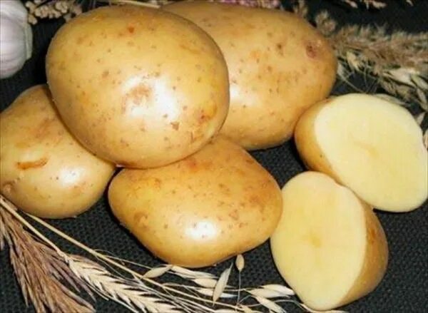 Картофель лорх описание фото Картофель Гала 1 кг семенной - купить в питомнике "КСП" с доставкой по России