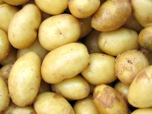 Картофель лорх описание фото Potatoes. Напояване potatoes. Засаждане, отглеждане & поливане potatoes