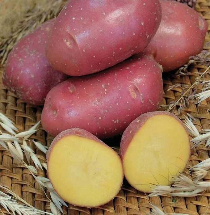 Картофель лучшие сорта фото отзывы Русский огород / Мираж Картофель Семенной (Репродукция ЭЛИТ) по 2кг в сетке. Сем