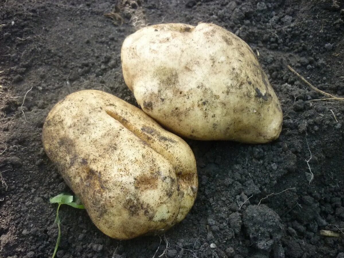 Картофель луговской описание сорта фото Сорт картофеля, который никогда не подведет! МАГУСТО Дзен