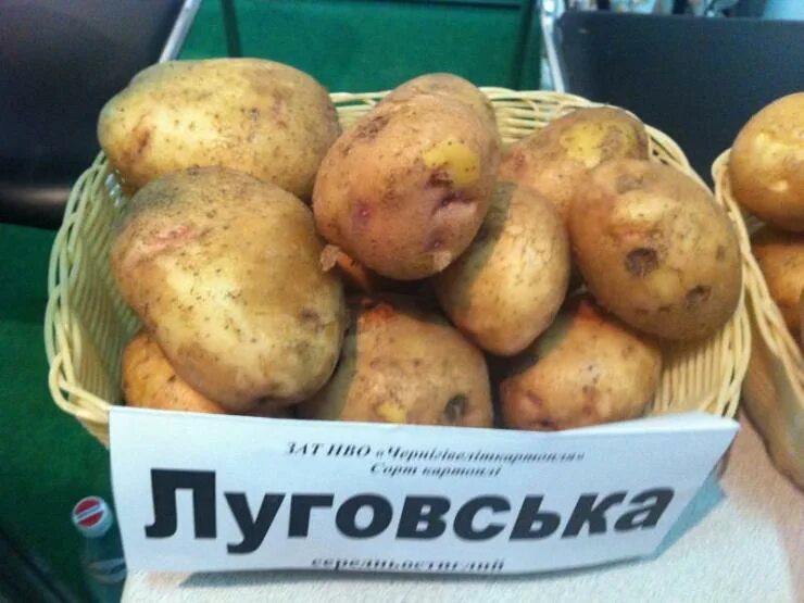 Картофель луговской описание сорта фото Лучшие сорта картофеля для Сибири: фото и описание