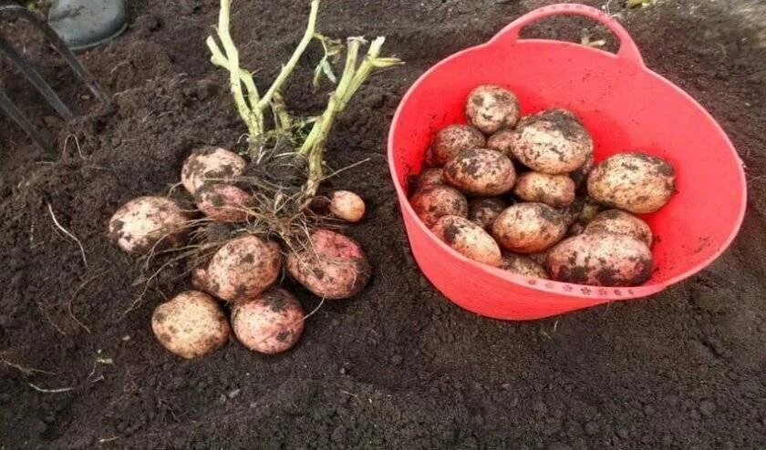 Картофель луговской описание сорта фото Картофель Луговский