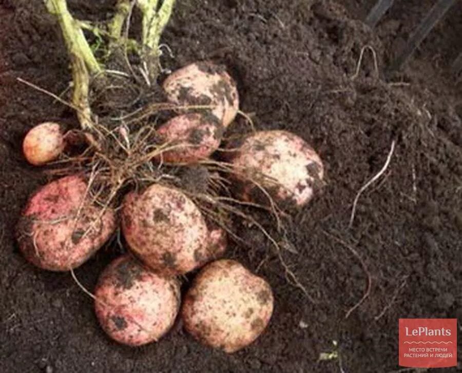 Картофель луговской описание сорта фото Картофель луговской: найдено 84 изображений