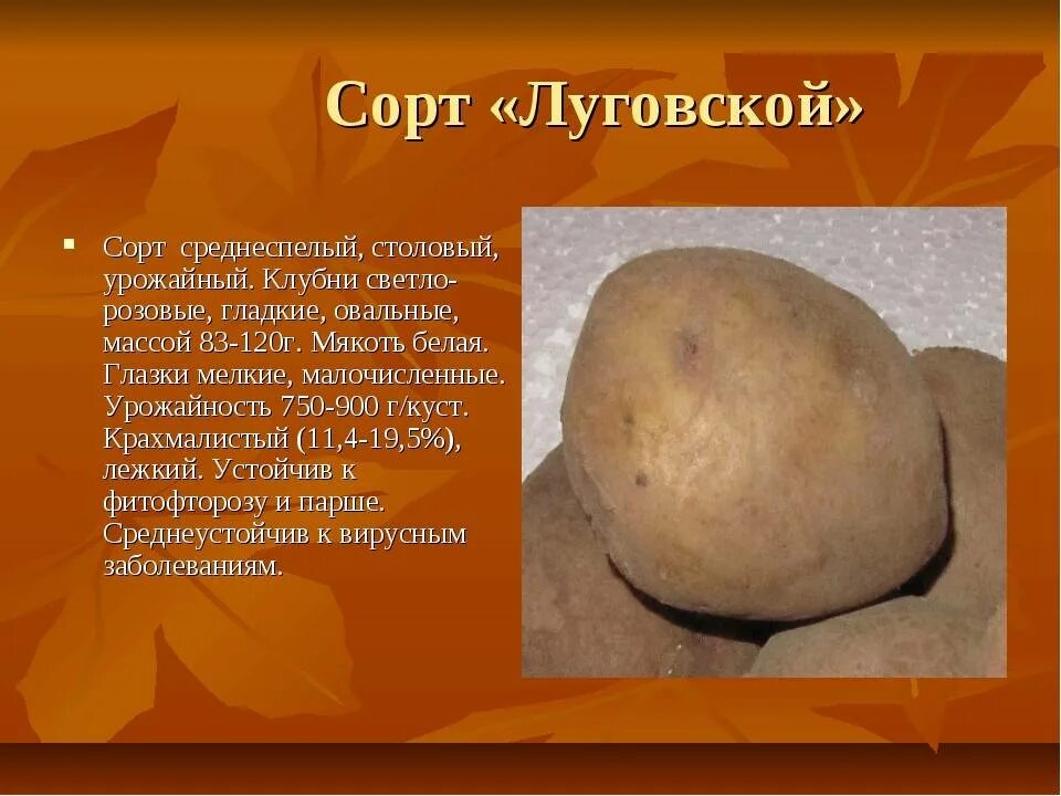 Картофель луговской описание сорта фото Картофель люкс описание - найдено 86 фото