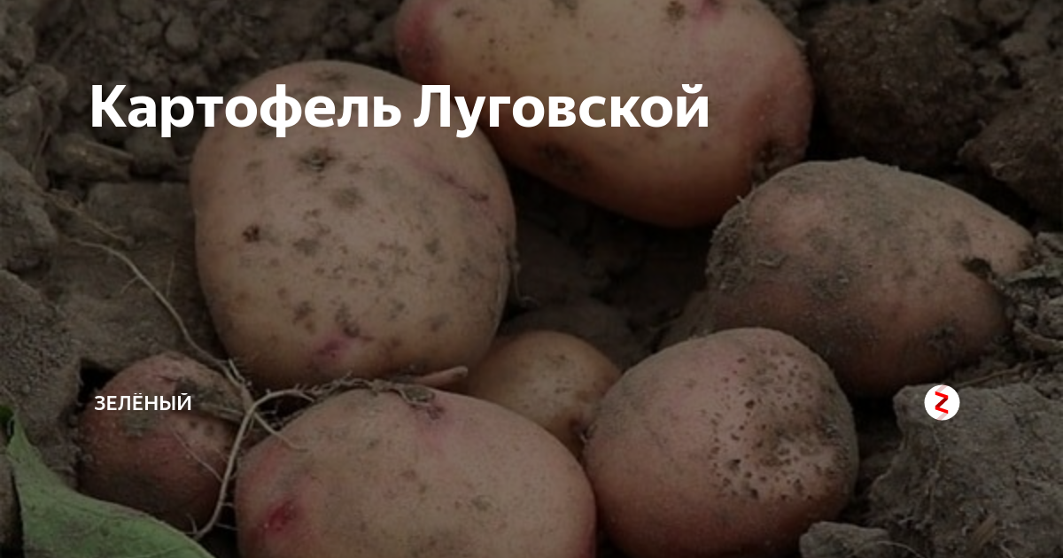Картофель луговской описание сорта фото Картофель луговской фото отзывы описание