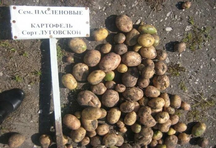 Картофель луговской описание сорта фото Картофель Луговской: описание сорта, фото, отзывы, болезни и вредители, особенно