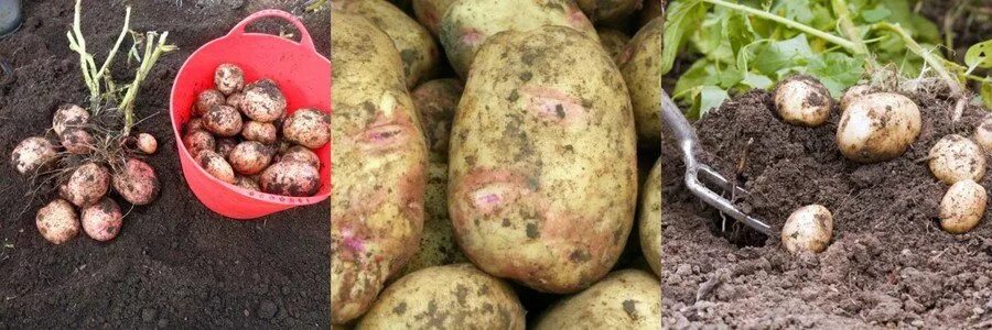 Картофель луговской описание сорта фото Картофель Луговской: описание и характеристики сорта, посадка и уход, отзывы с ф