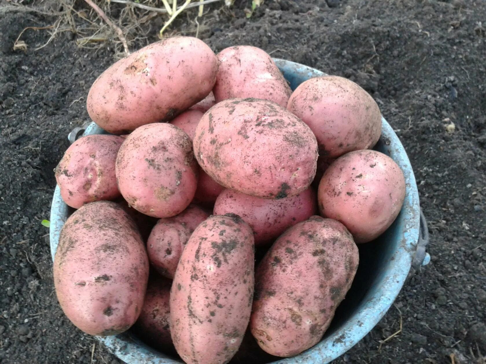 Картофель луговской описание сорта фото Какой сорт картофеля лучше?