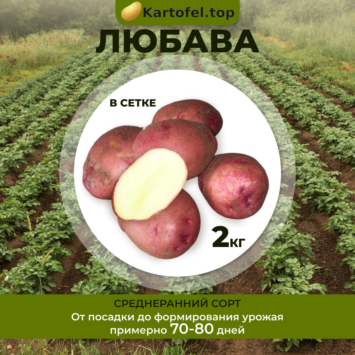 Картофель любава описание сорта фото отзывы Картофель Kartofel.top любава - купить по выгодным ценам в интернет-магазине OZO