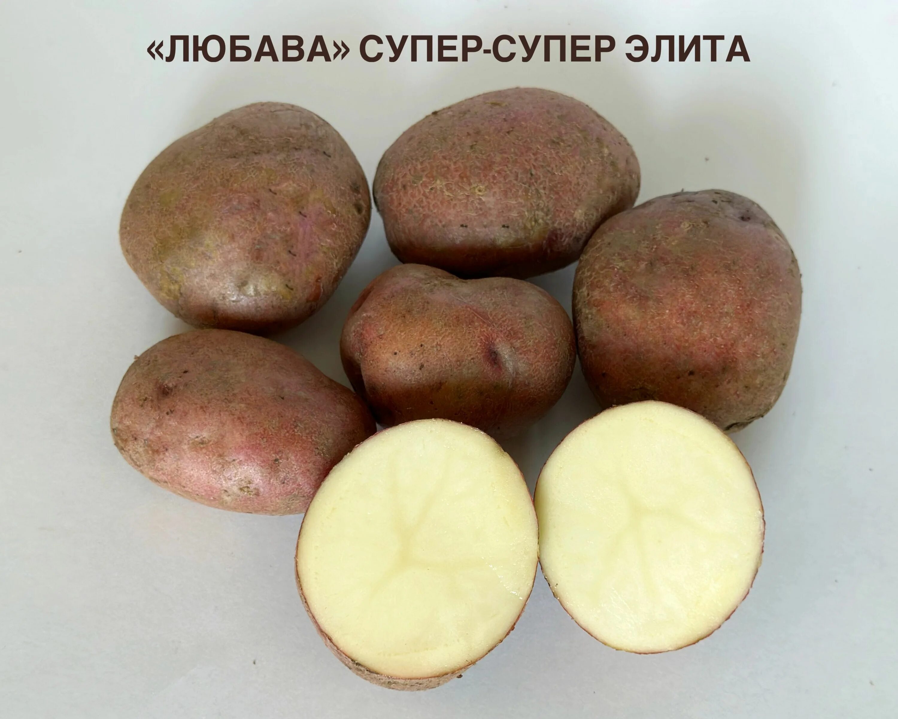 Картофель любава описание сорта фото отзывы Картофель любава - купить по выгодным ценам в интернет-магазине OZON (956508808)