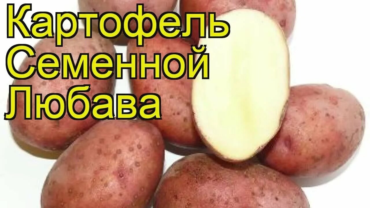 Картофель любава описание сорта фото отзывы Картофель семенной Любава. Краткий обзор, описание характеристик, где купить кар