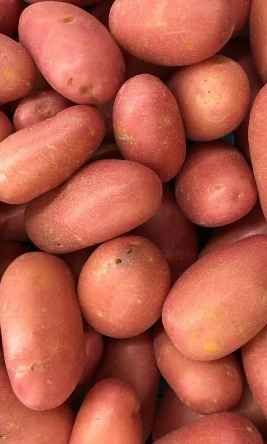 Картофель любава описание сорта фото отзывы Купить Семенной картофель класса Элита Любава 2 кг (+-5%) за 140 руб. почтой "Са