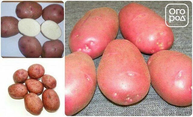 Картофель любава описание сорта фото отзывы Картофель Любава: описание сорта, фото, отзывы