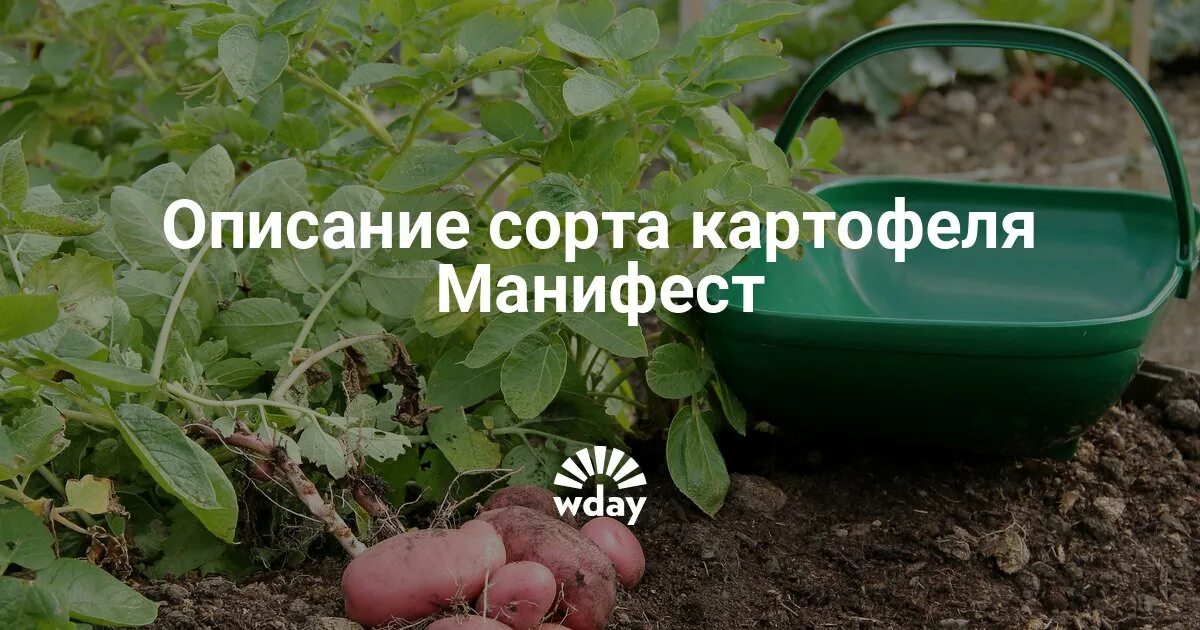 Картофель манифест описание сорта фото Сорт картофеля манифест характеристика фото: найдено 86 картинок