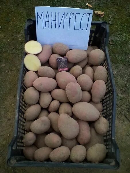 Картофель манифест описание сорта фото I sell potatoes in nets of 25 kg: - a large selected variety Manifest, Colombo 1