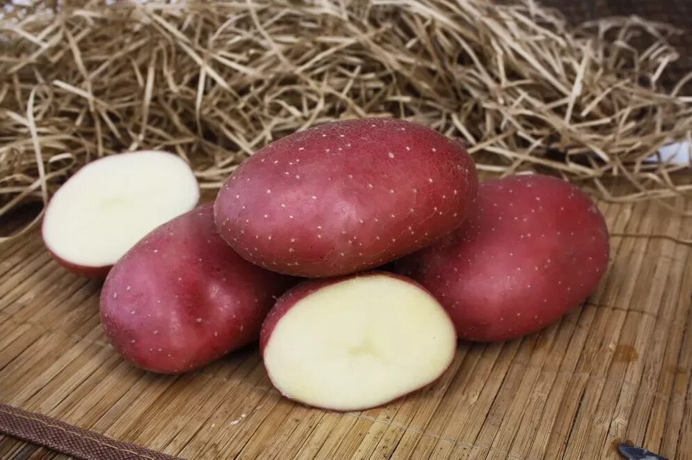 Картофель маяк описание сорта фото отзывы Купить луковицы Картофель семенной "Седек" Маяк 2кг Скидки Удобство