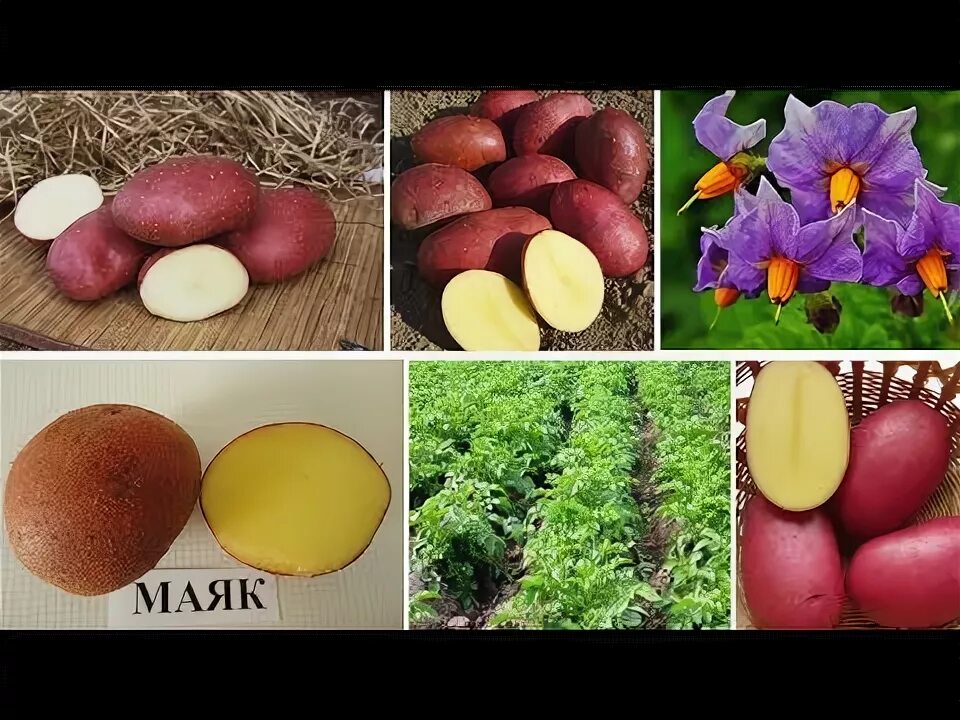 Картофель маяк описание сорта фото отзывы Картофель МАЯК: высокоурожайная новинка, неприхотлив, нематодоустойчив, очень ле