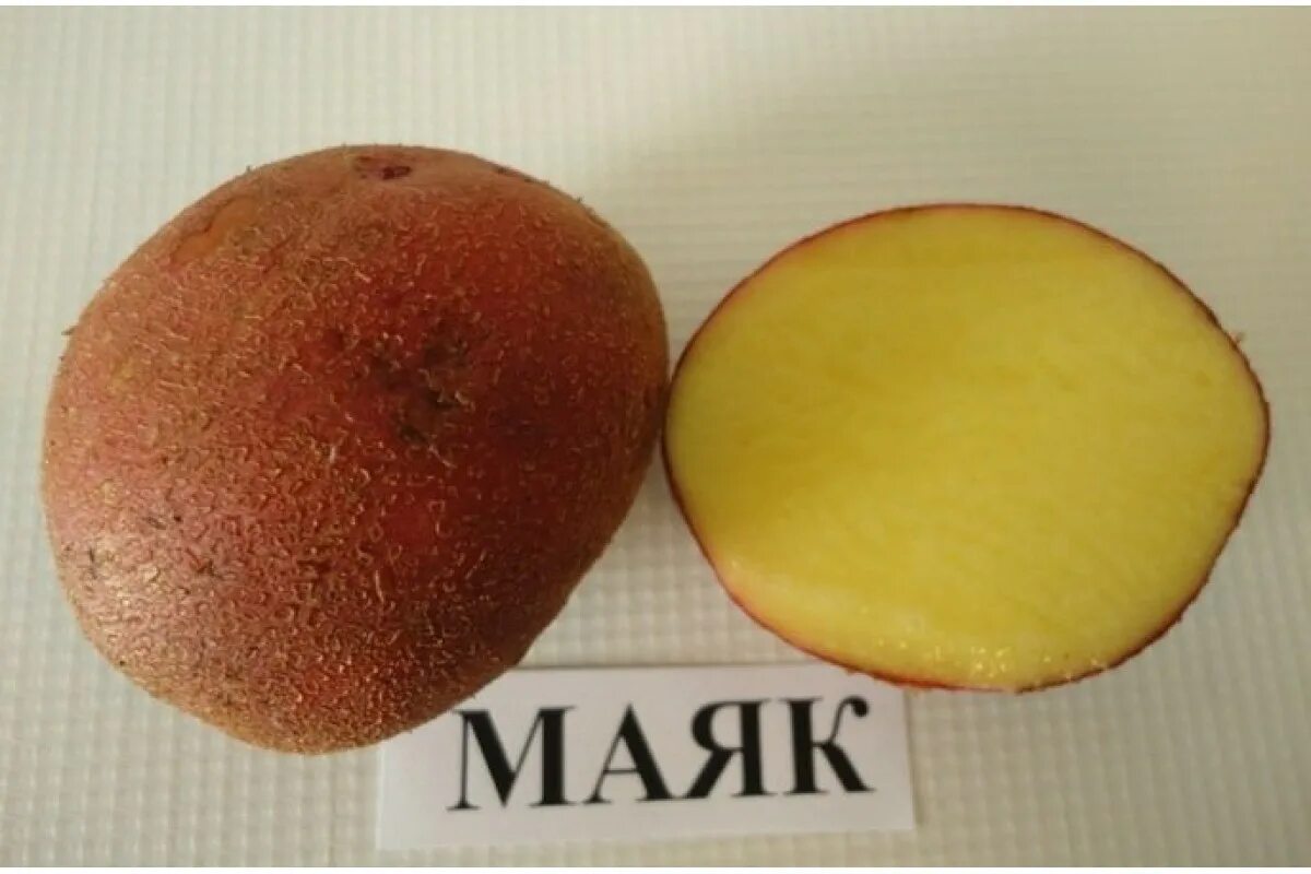 Картофель маяк описание сорта фото отзывы Маяк семенной картофель отечественной селекции на весну 2022