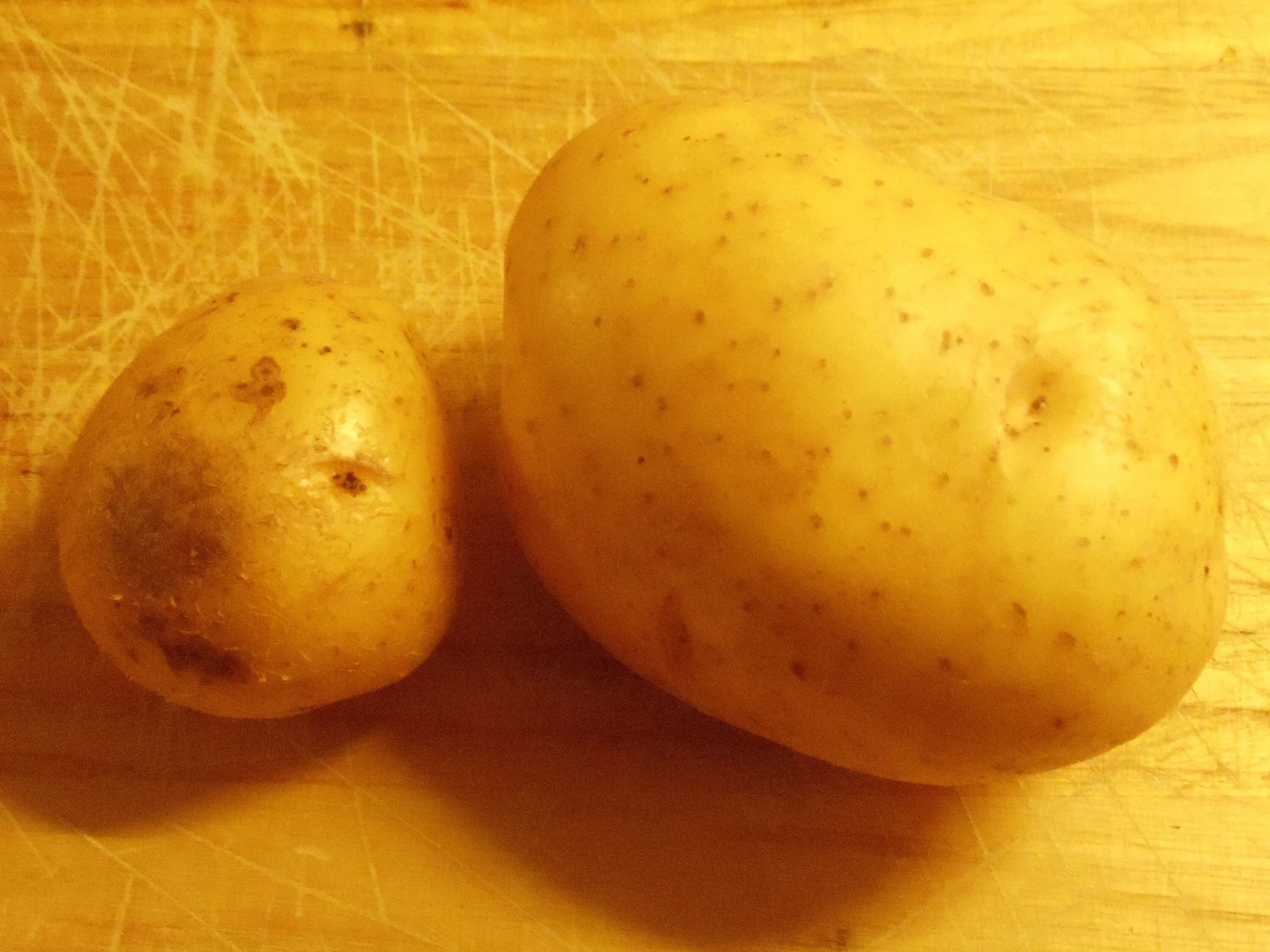 Картофель мелодия фото описание File:Two organic Melody potatoes grown in Worcestershire in 2015.jpg - Wikimedia