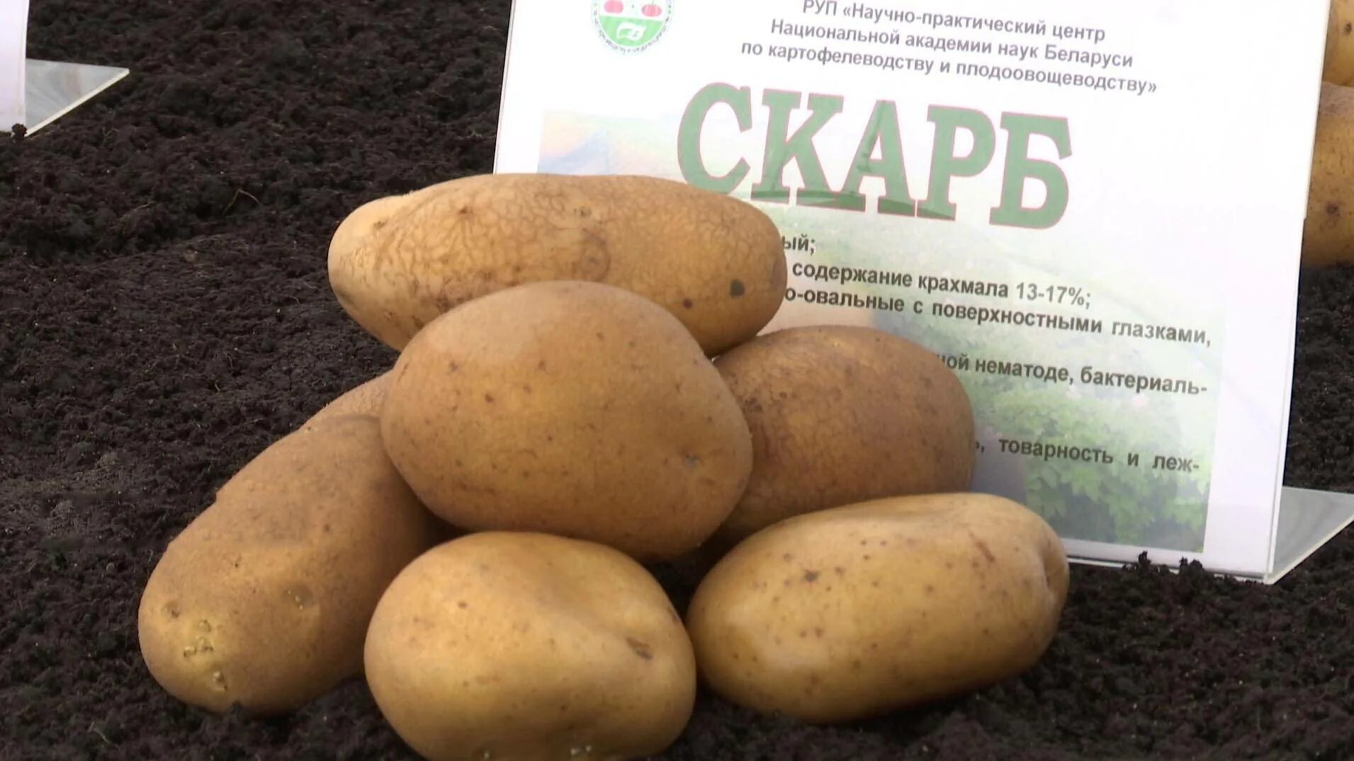Картофель мелодия описание сорта фото Фотографии сорта картофеля Королева Анна Натуралист Фотогалерея природы на dia-l