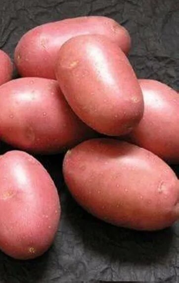 Картофель мелодия описание сорта фото Купить Семенной картофель 1ая репродукция Белароза 2кг (+-5%) за 150 руб. почтой