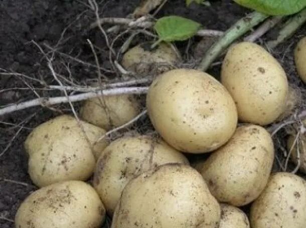 Картофель мелодия описание сорта фото Картофель семянной, продовольственный Продукты питания в Астане - Для дома и дач