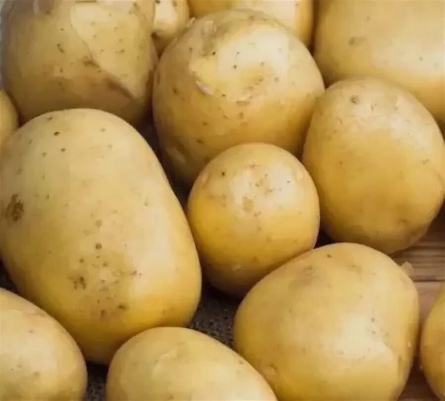 Картофель мелодия описание сорта фото Клубни Картофель Агроцентр Коренево купить по выгодной цене в интернет-магазине 