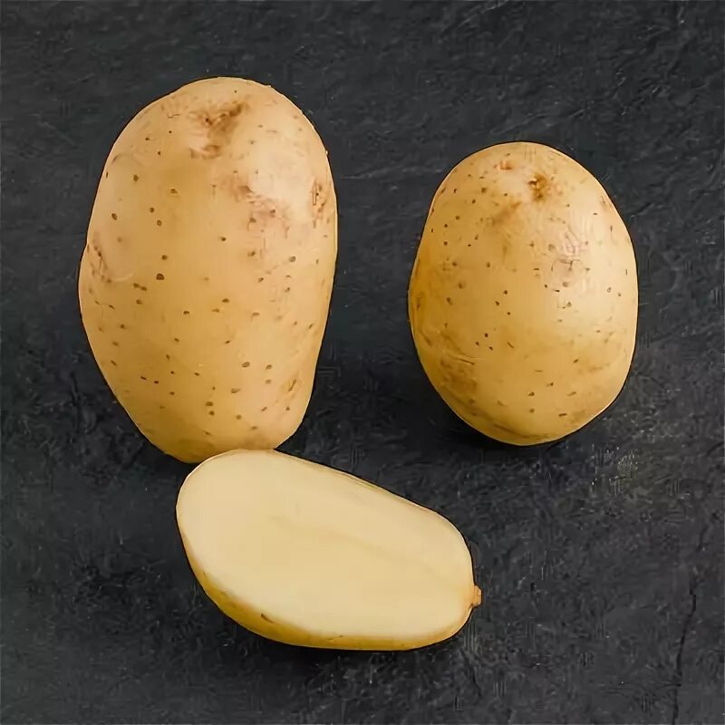 Картофель мелодия описание сорта фото potato Belgium Manufacturer producer of potato products