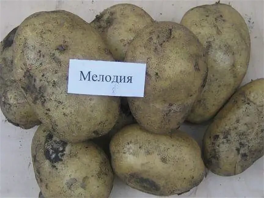 Картофель мелодия описание сорта фото Сорт картофеля Санте: описание, фото, характеристика и отзывы, а также особеннос