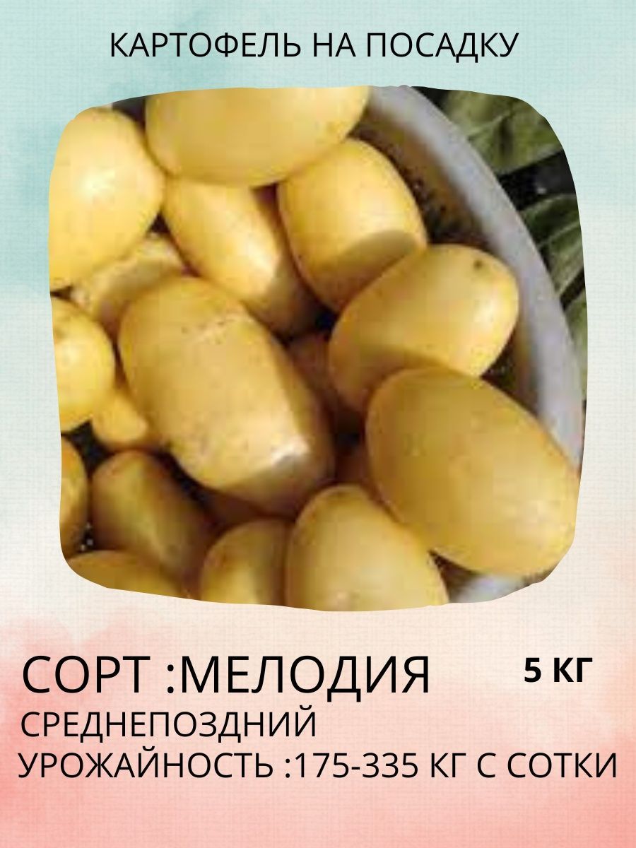 Картофель мелодия описание сорта фото Клубни Картофель купить по выгодной цене в интернет-магазине OZON