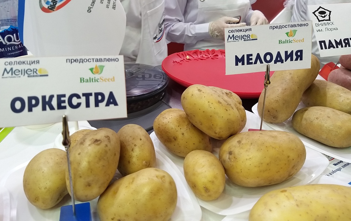 Картофель мелодия описание сорта фото On October 10 and 11, at the agricultural exhibition Golden Autumn 2019